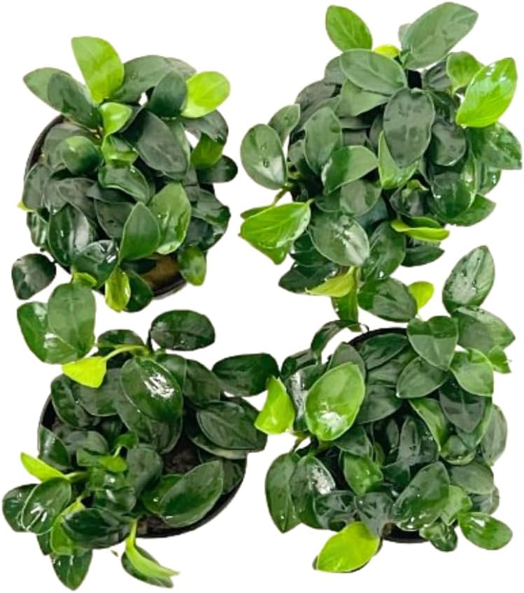 4X Petite Anubias Nana Pots Aquarium Live Plant for Fish Tank Decoration