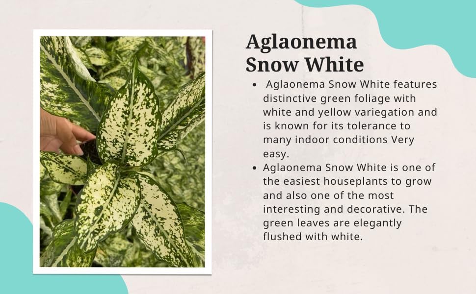 Aglaonema Snow White – Live Plant in 4" Grower’s Pot, Easy to Grow Low Maintenance Indoor Houseplant, White Plants, Includes UniHeat Pack for Winter Protection
