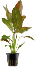 Amazon Sword Echinodorus Red Rose - Vibrant Aquatic Plant for Freshwater Aquariums - Ideal for Midground Planting - Low Maintenance, Enhances Tank Aesthetics - 2 Pot