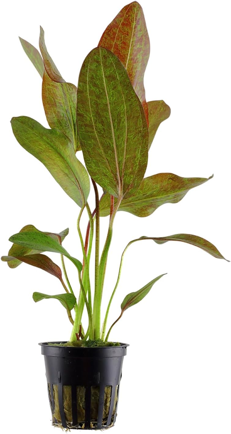Amazon Sword Echinodorus Red Rose - Vibrant Aquatic Plant for Freshwater Aquariums - Ideal for Midground Planting - Low Maintenance, Enhances Tank Aesthetics - 2 Pot