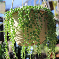 String of Pearls Plant Live, Rare Succulent Trailing Vine in Pot, Indoor Houseplant