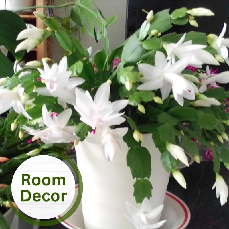 Set 2 Christmas Cactus Plants Live, Hanging Baskets Houseplants, Holiday Cactus Indoor Plants Live Well-Rooted 4-9" Tall, No Pot (White)