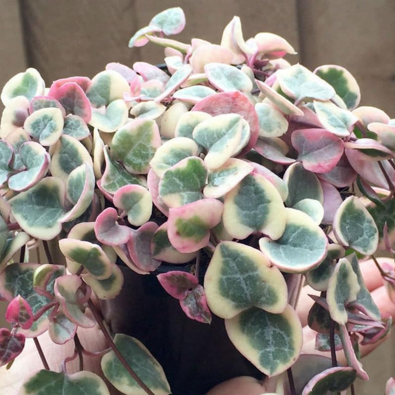 Live String of Hearts Plant 2.5 in Pot, Pink String of Hearts Plant Live, Variegated String of Heart Plant