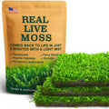 Live Moss – Hypnum Moss (3 Sheets, Each Approx. 3.5"x7") for Terrariums, Fairy Gardens, Bonsai & Natural Plant Decor – Naturally Grown, Reusable, Not Artificial