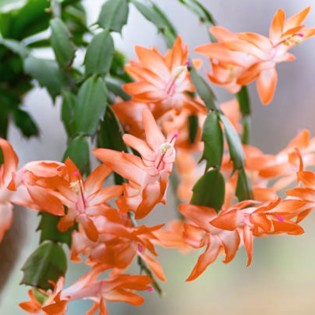 2 Salmon Christmas Cactus Plants Live, True Thanksgiving Cactus Live Size 6-9" Inches Tall, Ready to Blooms, Holiday Houseplant, Cold Hardy, Bloom in Winter