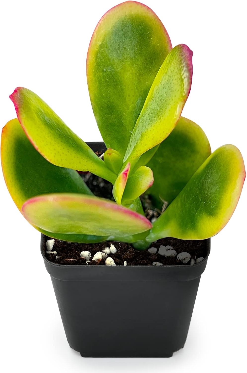 Sprout N Green Jade Succulent Collection, 4 Live Succulent Plant Fully Rooted in 2inch Starter Pot, Home Office Indoor Outdoor Wedding Decoration DIY Projects Party Favor