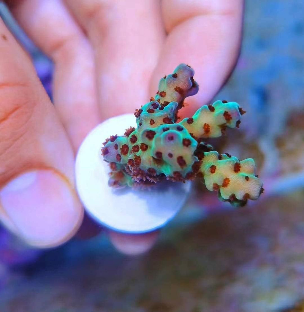 Aquarium Choice Ceramic Coralline Coral Frag Plugs 60 Pack