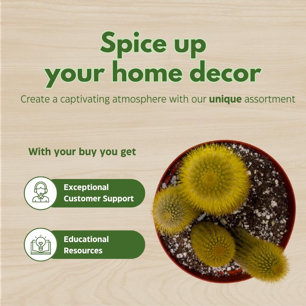 BubbleBlooms Cactus Assortment 6 inch Pots Set of 3