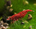 was High Grade Fire Red Cherry Shrimps Neocaridina Live Freshwater Shrimp Aquarium Inverts High-Grade Cherry Neocaridina Live Arrive Gurrentee (red-20)