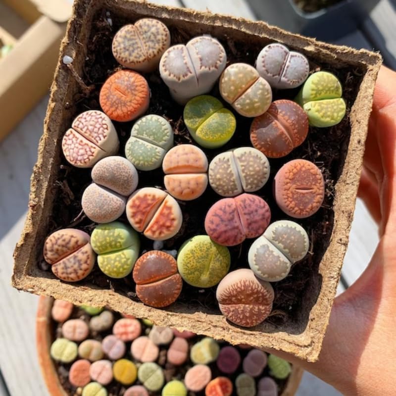 Lithops Live Plants Mix Lithop Succulents Plants Live Bulk, 20Pcs Rock Living Stone Succulent Live Plants Large Size Live Houseplant