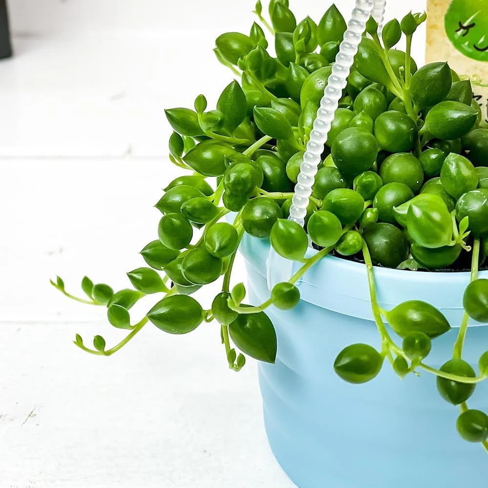 String of Pearls Plant in 4 Inch Pot, Live Succulent Vine, Houseplant, String of Pearls Live Plant for Home Decoration
