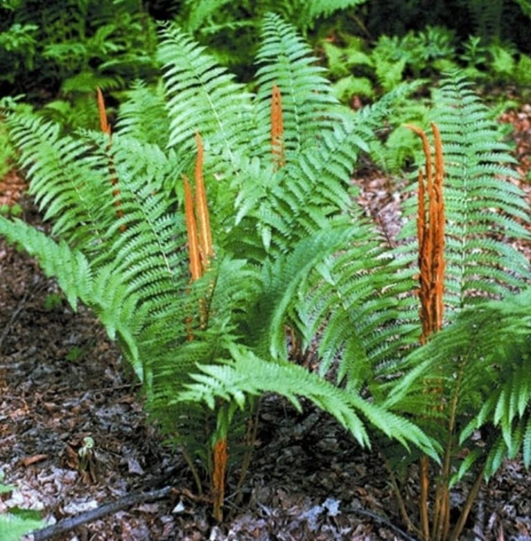 5 Cinnamon Fern Rhizomes - Shade Perennial Fern Roots - Osmundastrum cinnamomeum - (5 Pack)