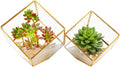 ELEGANTLIFE Glass Geometric Plant Terrarium,Succulent & Air Planter for Home Garden Office Decoration(Gold Cubic Set of 2)