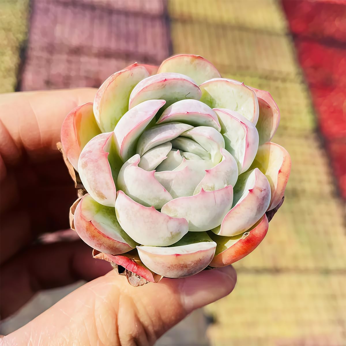 Fine Assorted Succulent Plants Live (20+ Varieties Bare Root Shipping) - Healthy Rooted Rosette Succulents for Indoor/Outdoor Gardening, DIY Terrarium, Fairy Garden & Home Decor (50-Pack)