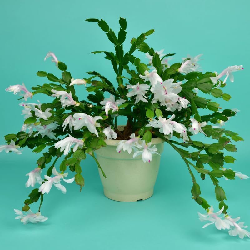 True Thanksgiving Cactus Plant Live in 4" Pot, Ready to Bloom, Holiday Christmas Cactus Plants Live, White Blooms