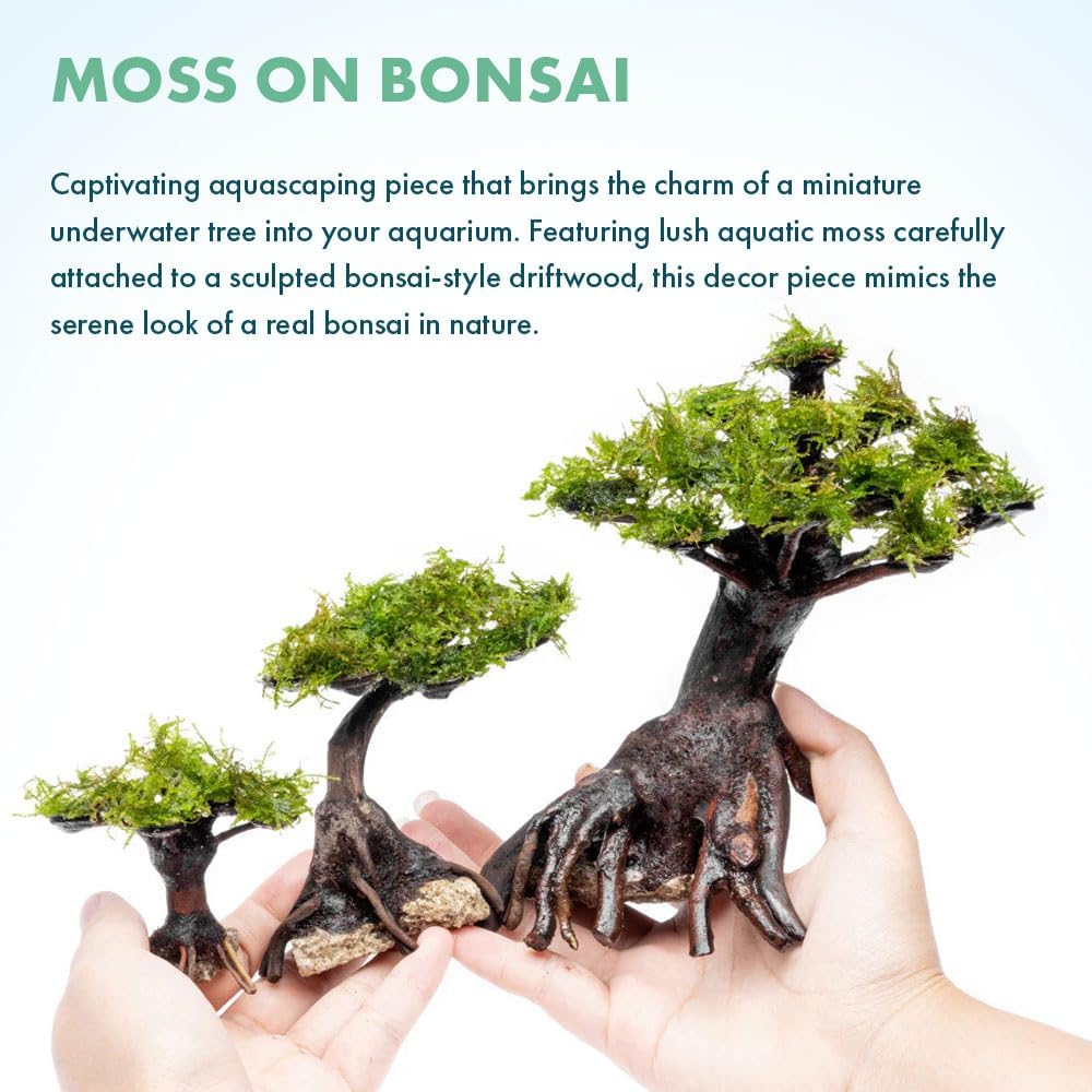 SubstrateSource Live Planted Decor - Moss on Bonsai (Aquascaping Tree) - Low to Moderate Light, Bright Green Freshwater Accent for Aquatic Layout, Midground Placement Centerpiece - Large, 1 Pack