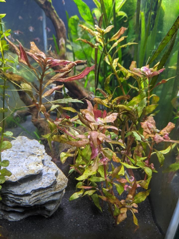 Live Aquarium Plants - Red Flame Sword, Alternanthera Reineckii & Red Tiger Lotus Bundle - Easy Freshwater Plants for Aquariums & Aquascaping