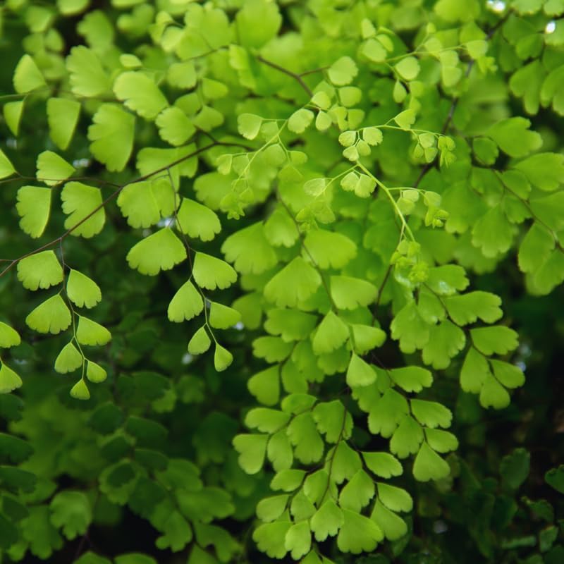 20 Maidenhair Fern Bare Roots Perennial Roots, Fern Live Plants for Gardening