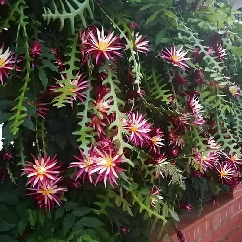 Fishbone Cactus Live Plant in 4" Pot | Eye-Catching RIC Rac Foliage | Beginner-Friendly Indoor Houseplant for Décor |Unique Gift for Plant Enthusiasts