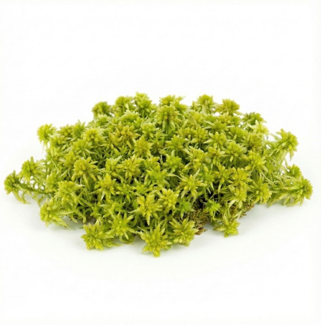 Live Sphagnum Moss (Sphagnum spp.) for Terrariums (0.1 sq ft (3.5" x 3.5"))