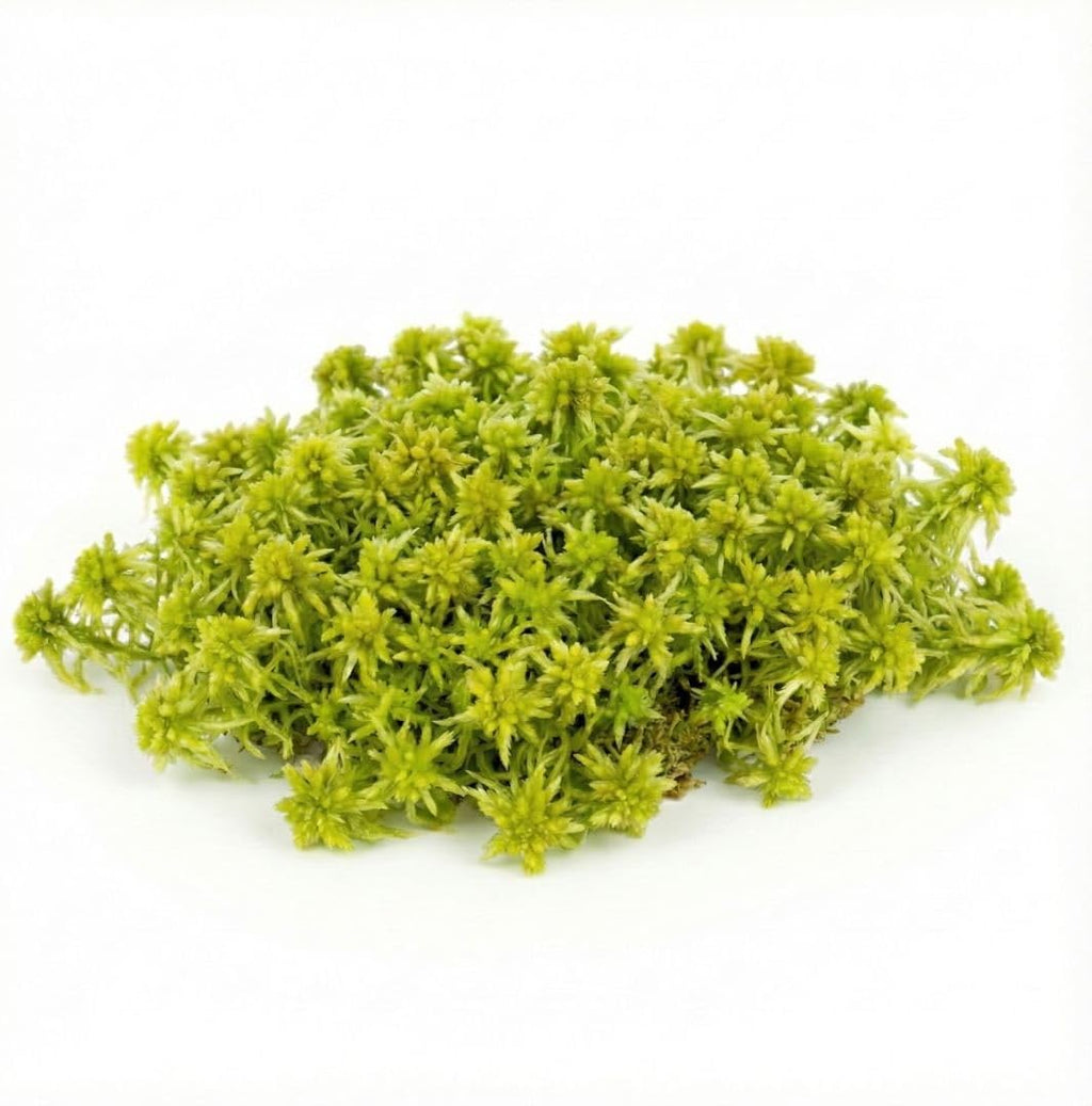 Live Sphagnum Moss (Sphagnum spp.) for Terrariums (0.5 sq ft)