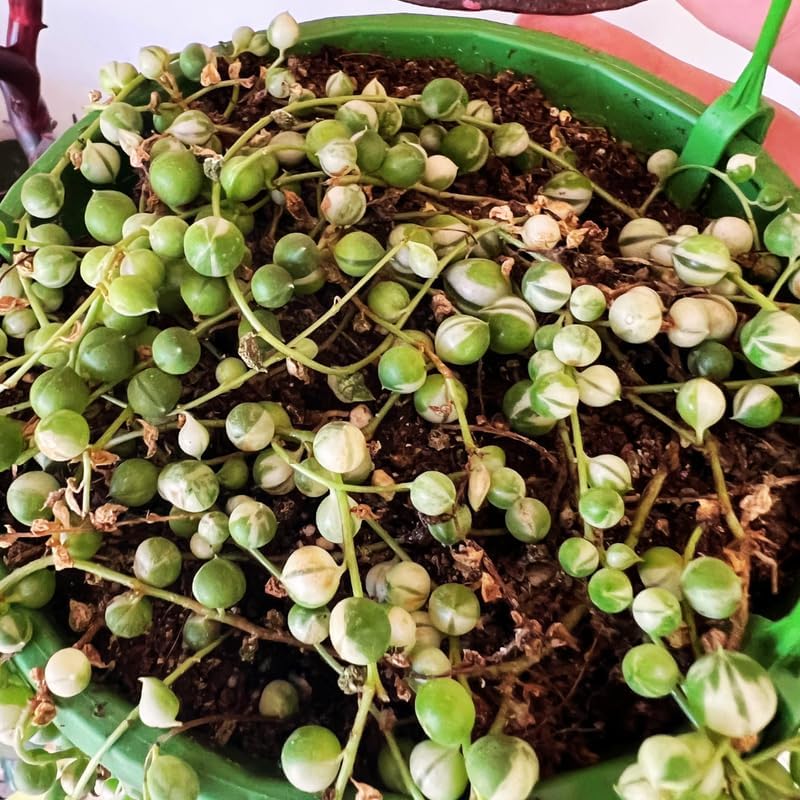 String of Pearls Plant Live for Planting, String of Pearls Pot, Live String of Pearls Plant, Fully Rooted, Hanging Succulent Houseplant, Frosted String of Pearls 2.5" Pot