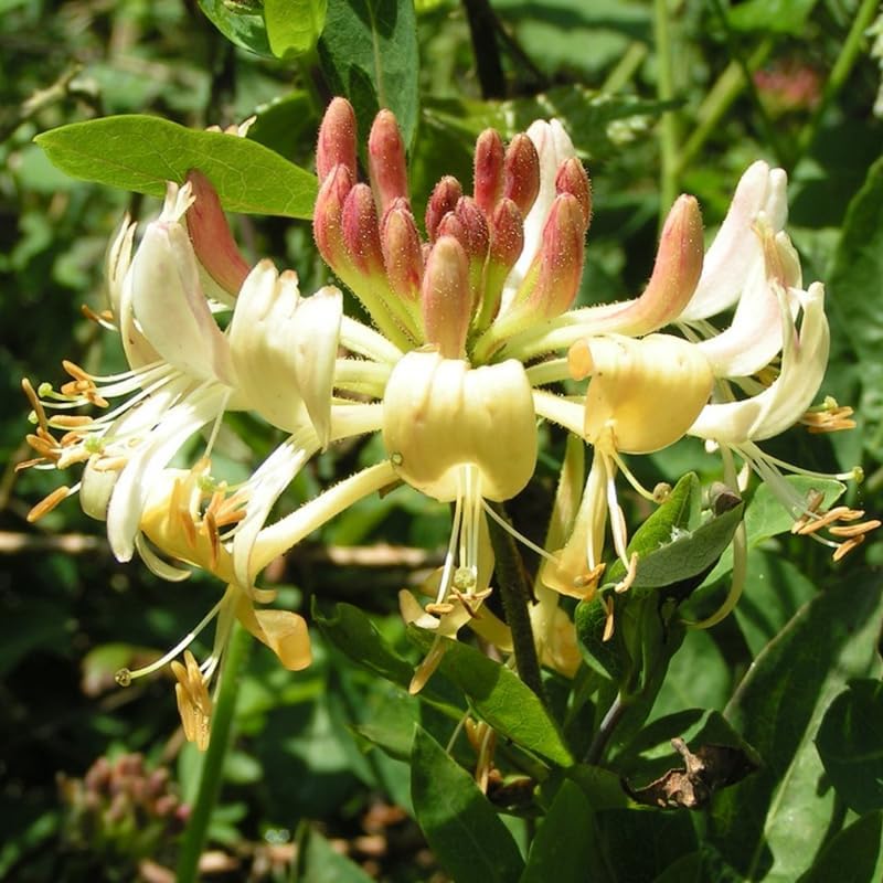 Honeysuckle Plant Live for Planting, Lonicera Honeysuckle Vine, Very Hardy, in 2.5 Inc Pot, Fragrant Yellow Bloom