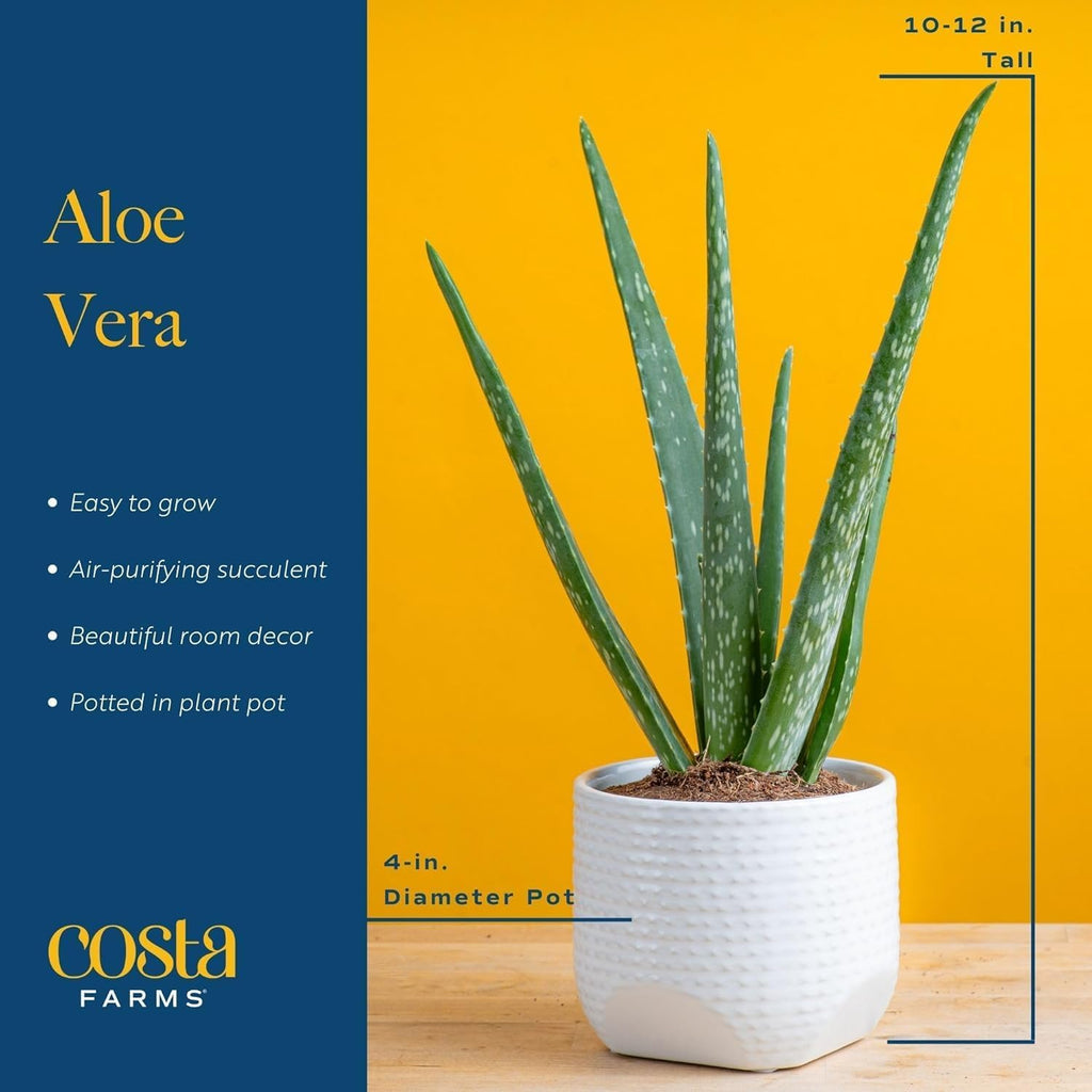 Costa Farms Aloe Vera (2 Pack), Live Succulent Plant, Easy Care Indoor Houseplant in Grower Pot, Natural Room Air Purifier in Soil, Living Room or Office Décor, New House Warming Gift, 7-Inches Tall