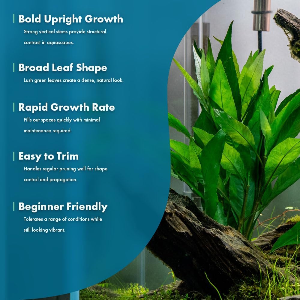 SubstrateSource Live Plants – Nomaphila Stricta – Moderate to High Light, Green, Midground to Background Accent – Lead Bunch, 4 Pack