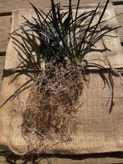 20 Black Mondo Decorative Grass Plants Bareroots