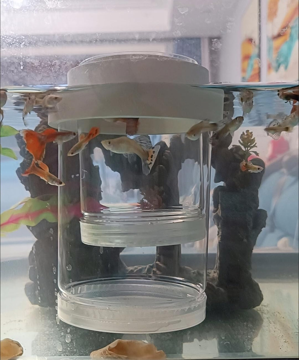 Guppy Breeder Box Breeder Box for Fish Tank,Aquarium Fish Breeding Box, Floating Mesh Isolation Hatchery,Hatchery Incubator Isolation Box for Shrimp Clownfish(Large)