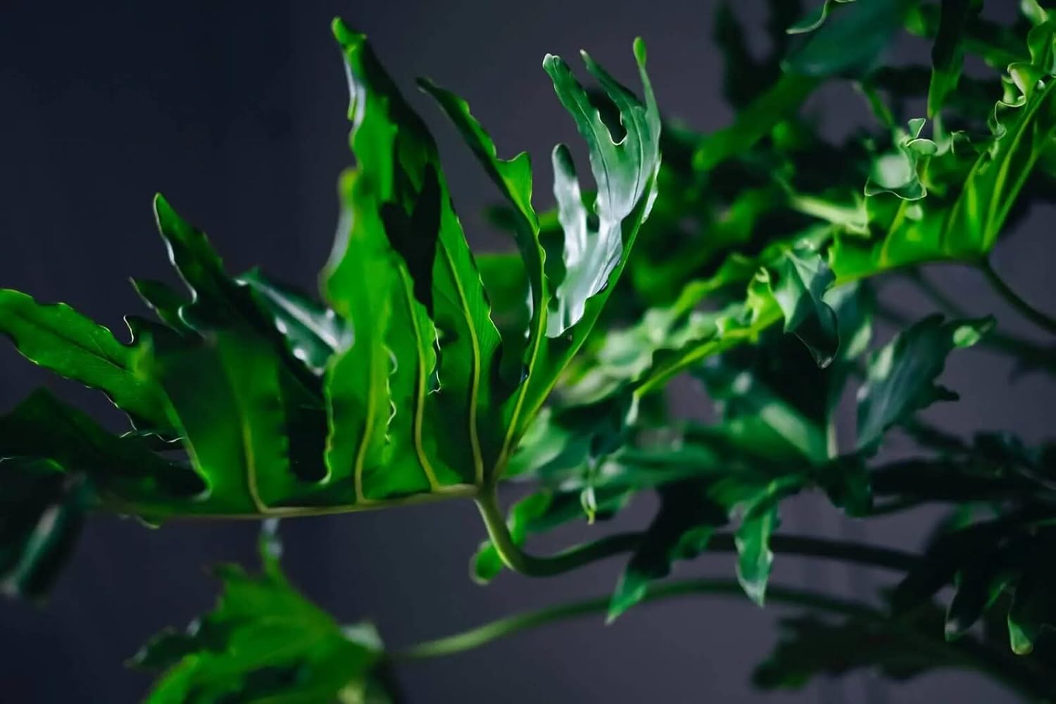 Gardenera Split Leaf Philodendron Potting Mix - Retains Moisture and Prevents Root Rot - 5 Quart
