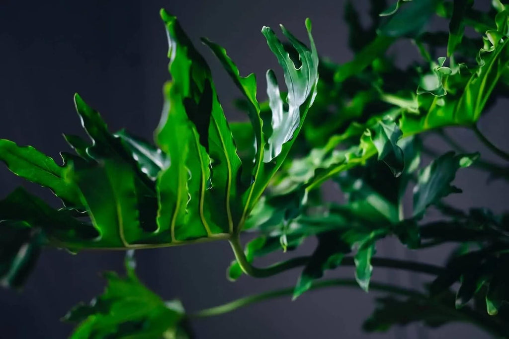 Gardenera Split Leaf Philodendron Soil Mix - Expertly Formulated for Strong Root Development - 2 Quart
