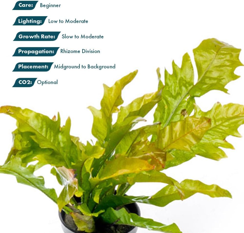 SubstrateSource Java Fern Live Aquarium Plants - Potted Freshwater Plant for Fish Tanks - Beginner Friendly, Low Light (Sunrise, 1 Pot)