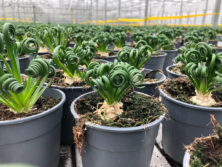 Gardenera Premium Albuca Spiralis Potting Soil Mix - Perfect Balance of Nutrients, Drainage, and Aeration for Thriving Blooms - 5 Quart