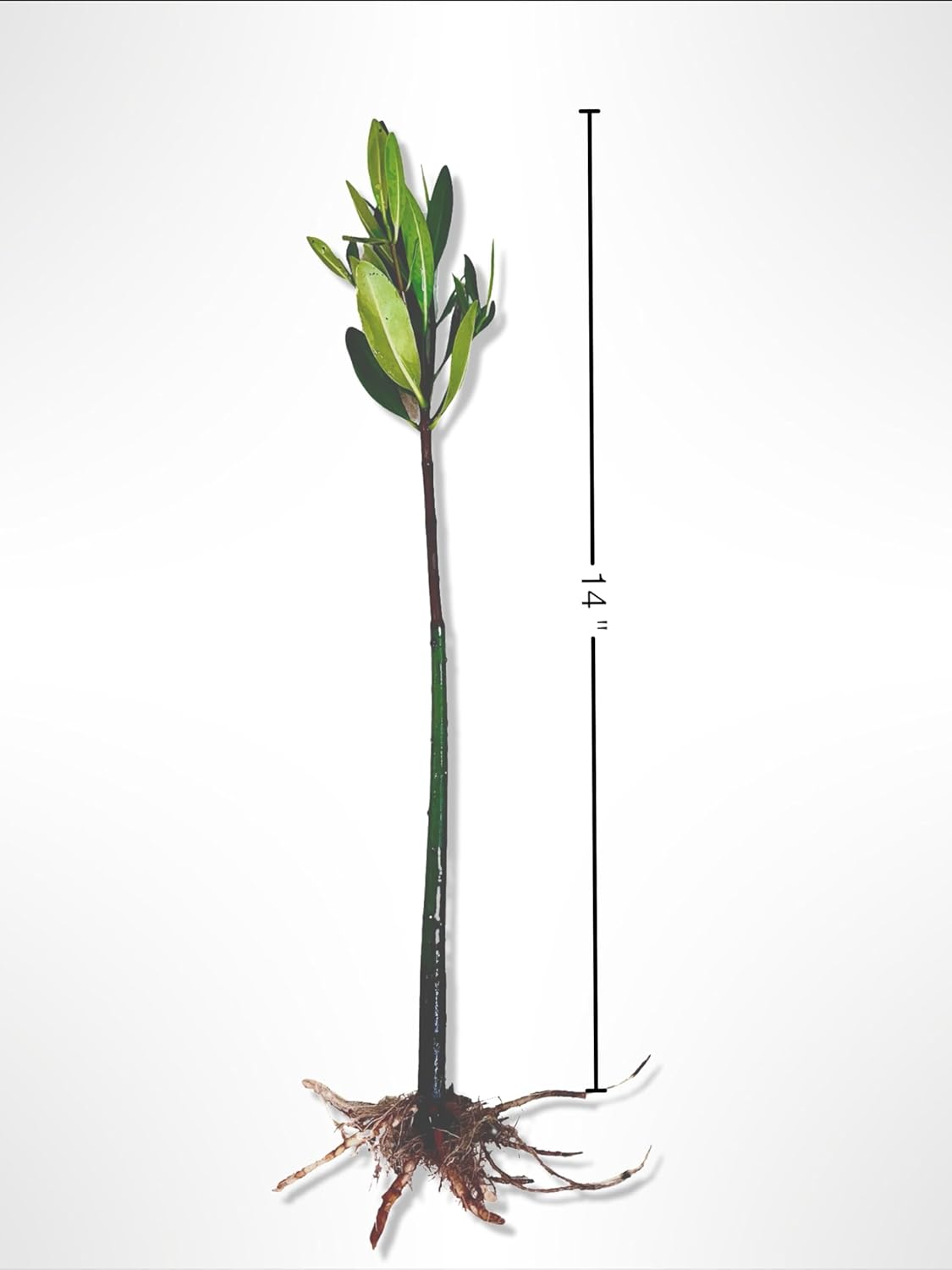Generic AquaGardens | Red Mangrove - Live Plant (Small), Green