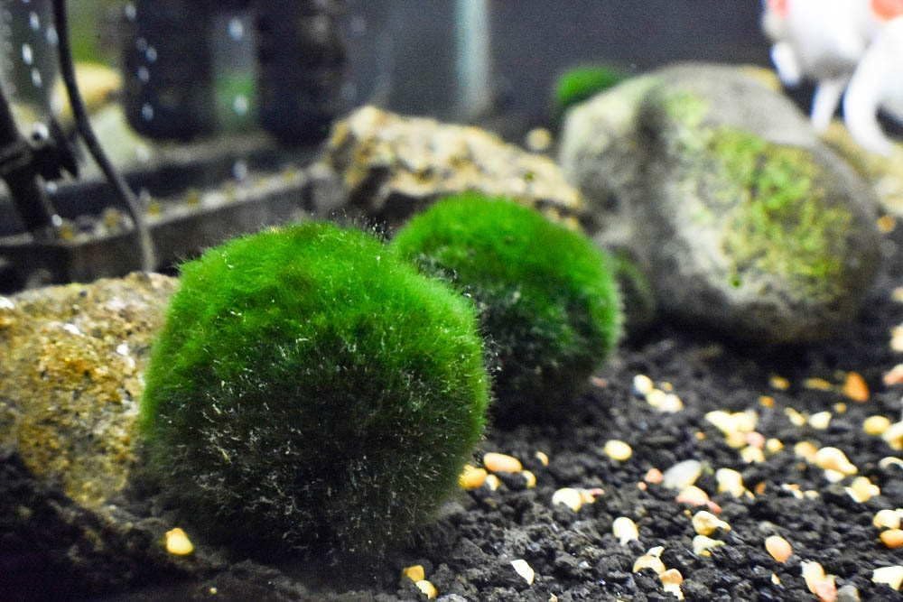 2 Large Live Moss Pebbles Balls for Aquariums - Decorative Green Algae Spheres for Enhanced Aquarium Aesthetics 1.3''-1.5'' (2)