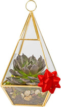 D'Eco Hanging Glass Pyramid Plant Terrarium (5x5x10)- Indoor Tabletop Gold Geometric Planter Terrarium for Succulents, Air Plants, Moss - Home & Office Holiday Decor - Xmas Gift for Plant Lovers