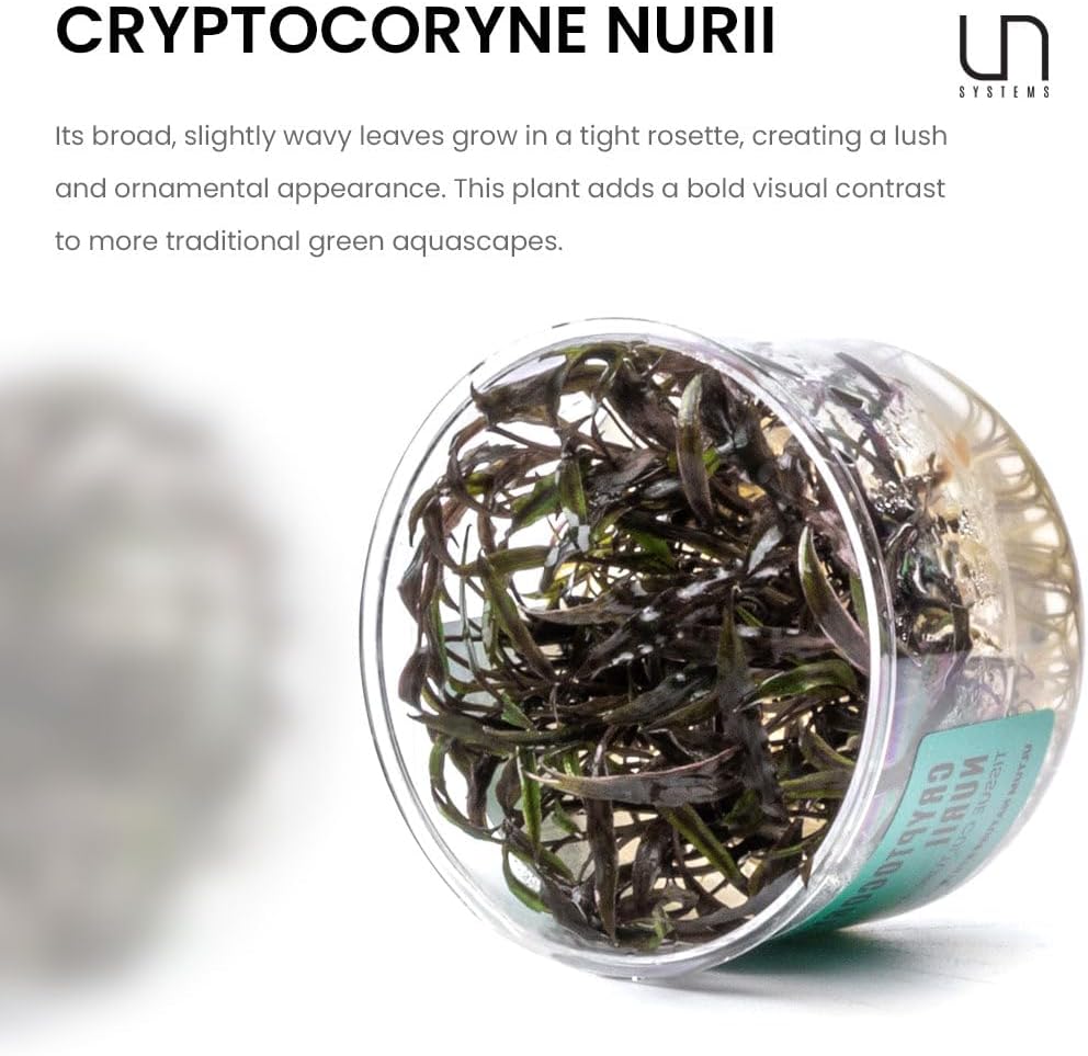 UNS Snail Free TC Crypt Nurii (Cryptocoryne nurii) - Low Light, Green-Pink-Bronze Accent, Midground Placement for Aquascaping - Rosette Growth - Tissue Culture, Small, 1 Pack