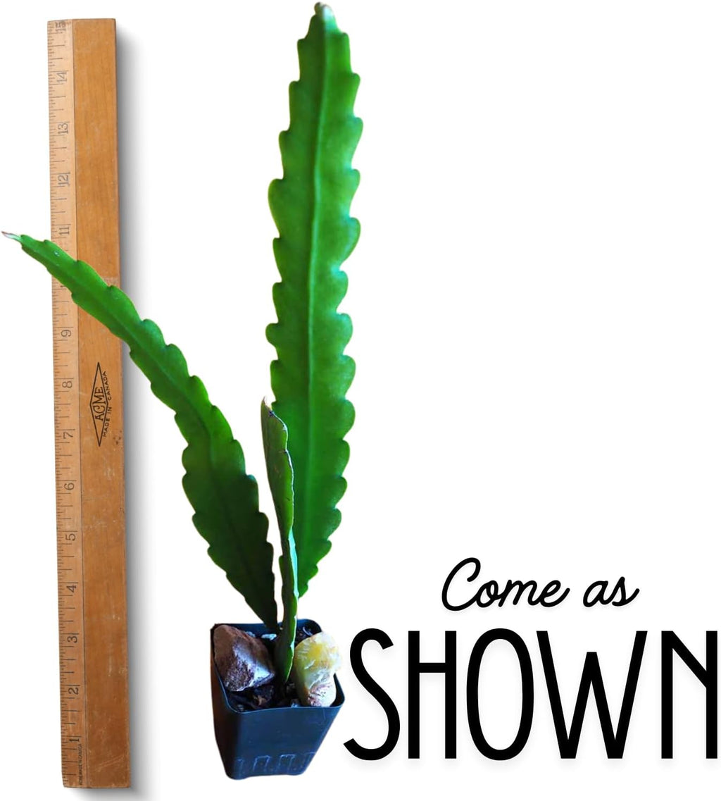 1 Feet Epiphyllum Orchid Cactus Plants Live, Pink Orchird Cactus Fully-Rooted in 4" Pot, Cold Hardy, Fragrant