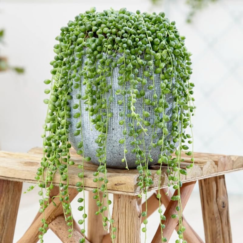 String of Pearls Plant Live, Rare Succulent Trailing Vine in Pot, Indoor Houseplant