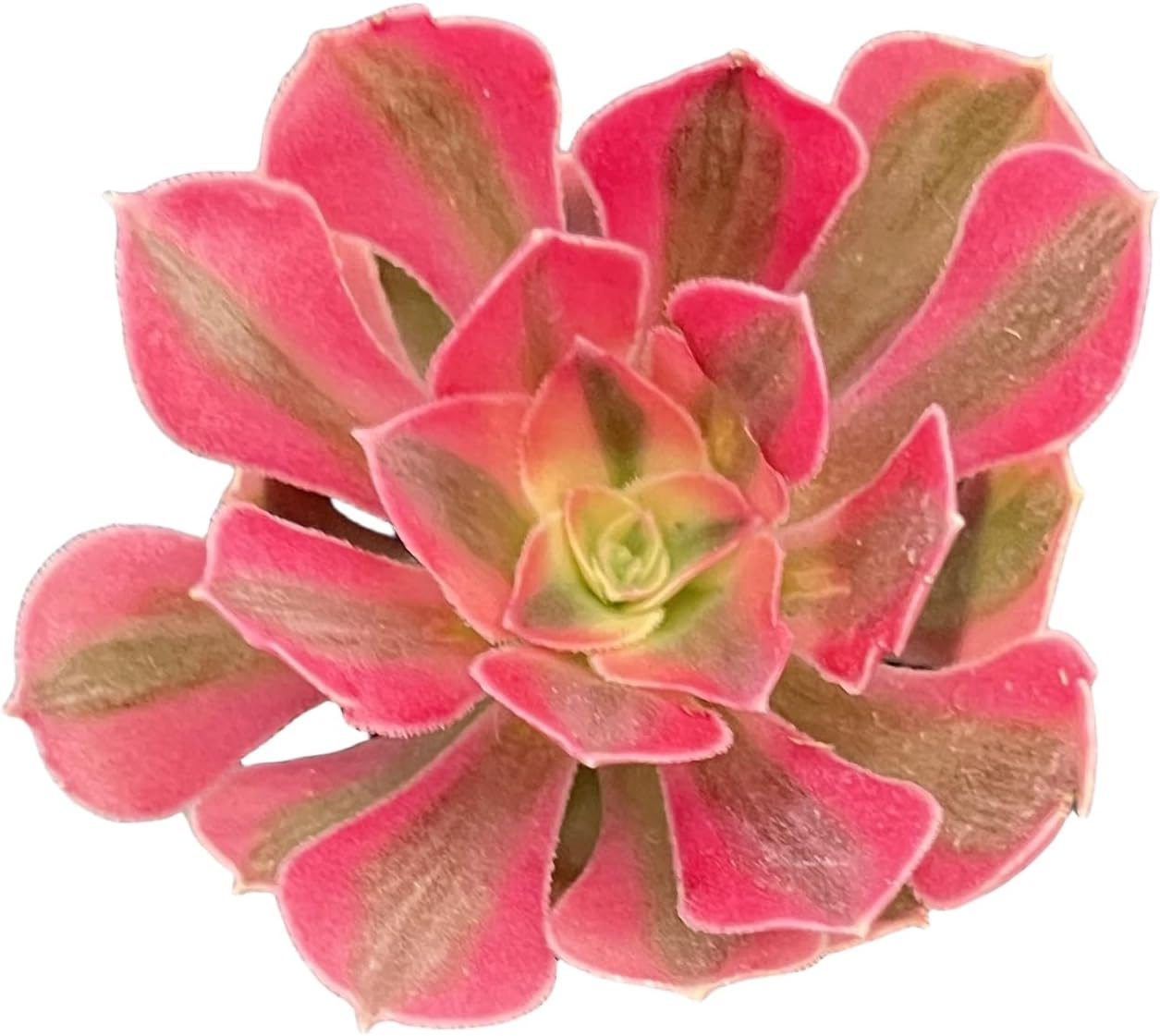 Sprout N Green Aeonium 'Pink Witch', Live Rare Succulent Potted 2" Planter, Real House Plant for Party Favors Home Indoor Outdoor Garden Wedding Decoration DIY Projects