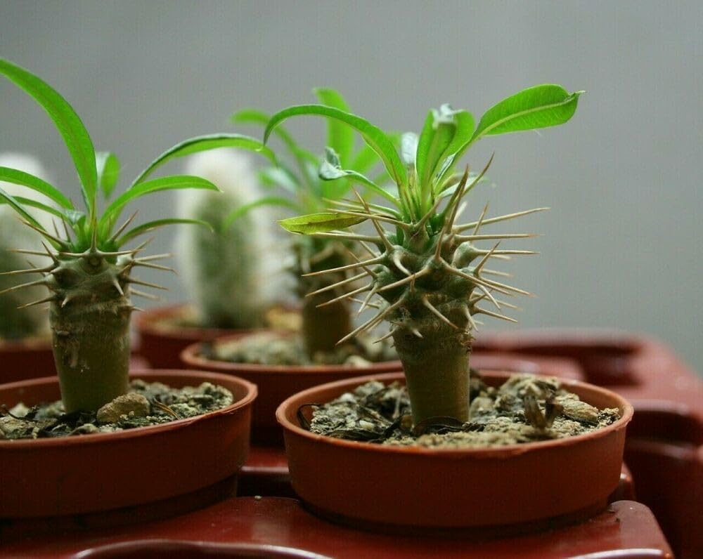 Gardenera Madagascar Palm Potting Mix - Unlock Robust Growth and Striking Form with Our High-Performance Formula - 20 Quart