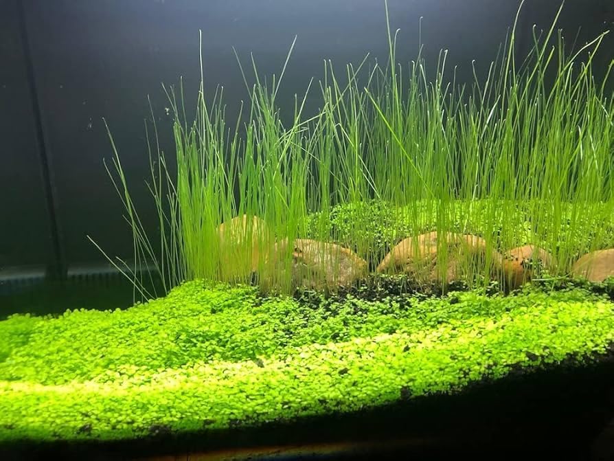 Freshwater Aquarium Decor, Easy Growing Dwarf Carpet for Fish Tank/Terrarium, Natural Aquatic Plant Growth Material – 1 Pack (Long Hair)