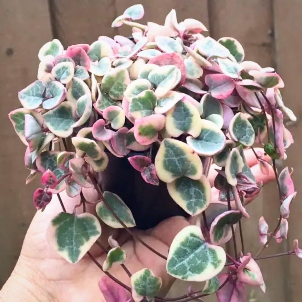 Variegated String of Hearts Plant Live, Ceropegia Woodii Variegated String of Hearts, Succulent Plants Live Houseplants (4 Inch Pot)