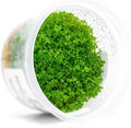 SubstrateSource Live Plant - Dwarf Baby Tears Hemianthus Callitrichoides Live Aquarium Plant Tissue Culture Cup - 100% Snail Free in Vitro (Dwarf Baby Tears)