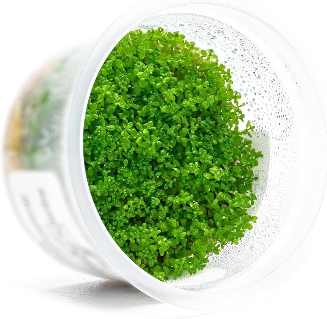 SubstrateSource Live Plant - Dwarf Baby Tears Hemianthus Callitrichoides Live Aquarium Plant Tissue Culture Cup - 100% Snail Free in Vitro (Dwarf Baby Tears)