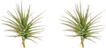 ragnaroc Air Plants - Flowering Tillandsia Lilla Lilac, Large 5" - 3ct - Live Arrival Guaranteed - House Plants for Home Decor & Gift