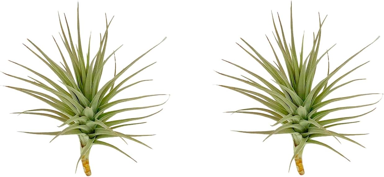 ragnaroc Air Plants - Flowering Tillandsia Lilla Lilac, Large 5" - 3ct - Live Arrival Guaranteed - House Plants for Home Decor & Gift