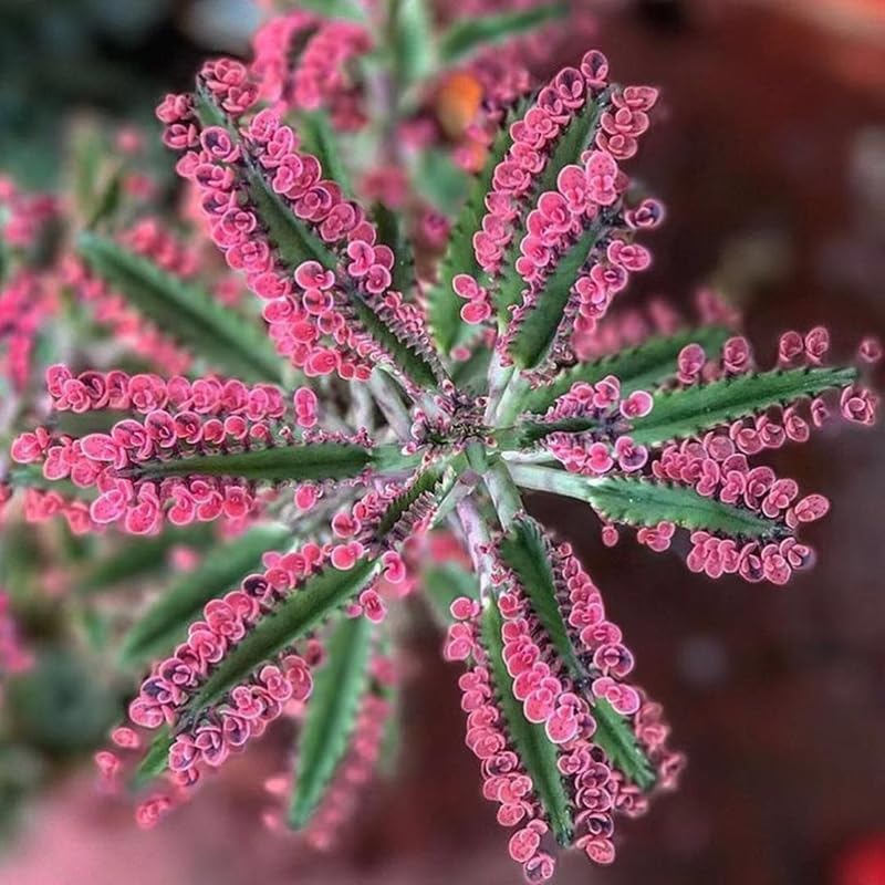 Pink Kalanchoe Plant Live for Planting, Kalanchoe Pink Butterfly Plant Live in 2.5 Inches Pot, Variegated Succulent Live Houseplant Mother of Thousands